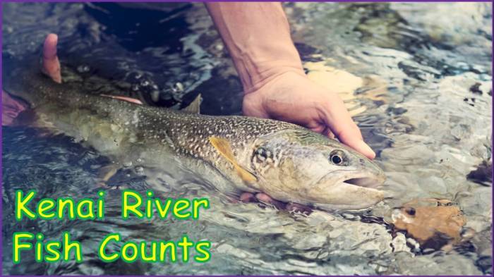 Kenai fishing river sockeye salmon