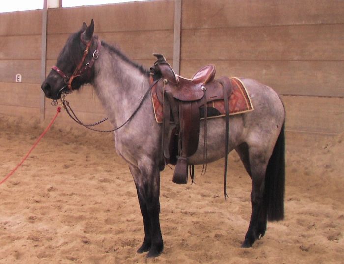 Kentucky mountain horse