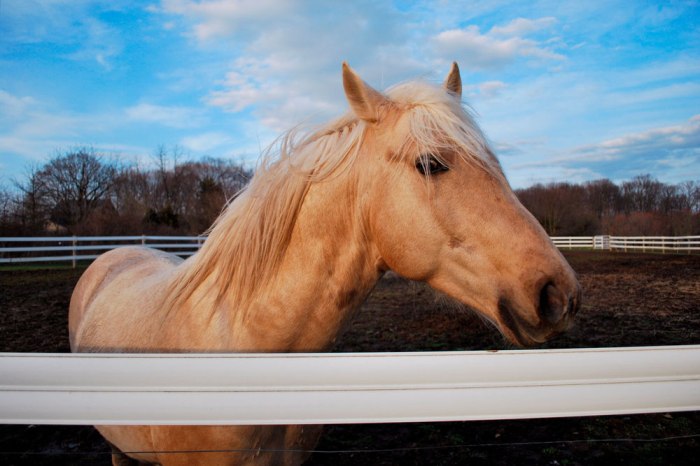 Dun stallion kentucky cavalos animals lube zwierzaczki holy cavalli stylowi pony dodaj swojej scontent fbcdn