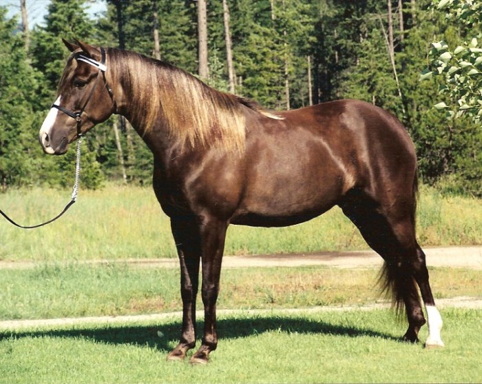 Kentucky mountain saddle horse