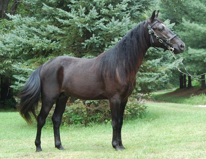 Horse mountain kentucky saddle stallion