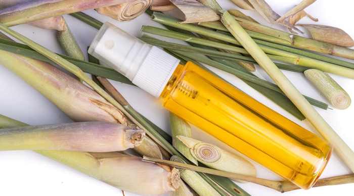 The role of lemongrass in natural bug repellents