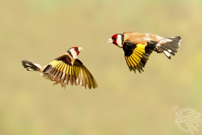 Birds and Dragonflies: A Springtime Acrobatics