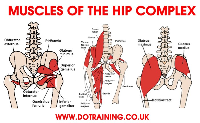 Exercises hips pain strengthen hip flexors easy flexor balance relief strengthening seniors help get relieve tight top10homeremedies examples improve exercise