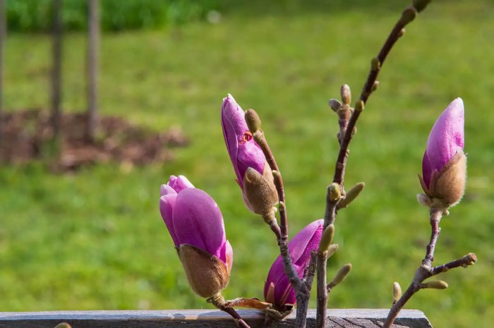 Birds and Magnolias: A Springtime Grandeur