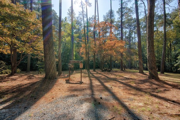 Shad pocomoke campingroadtrip