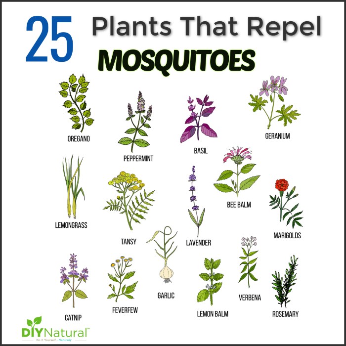 Plants and flowers that deter insects