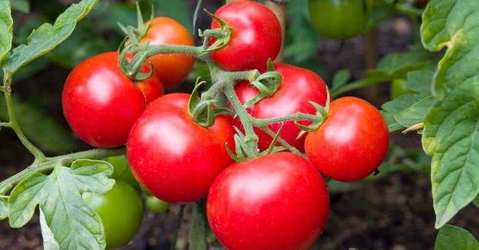 Tomato mountain princess bulk size southernexposure