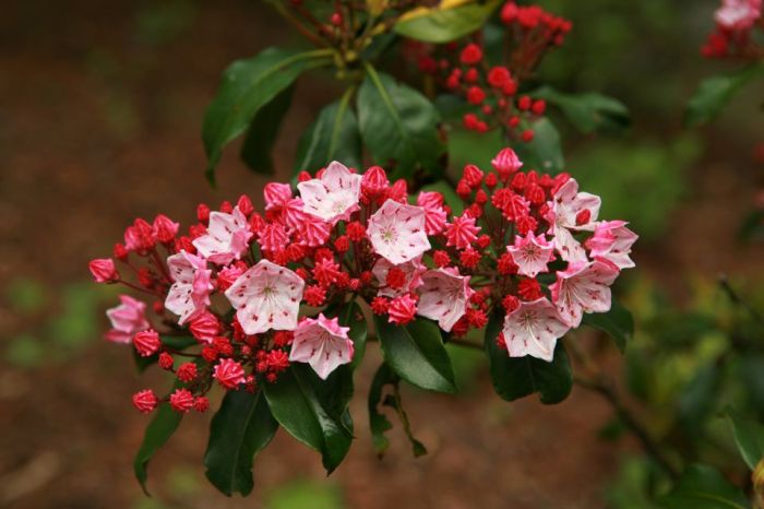 Mountain laurel texas