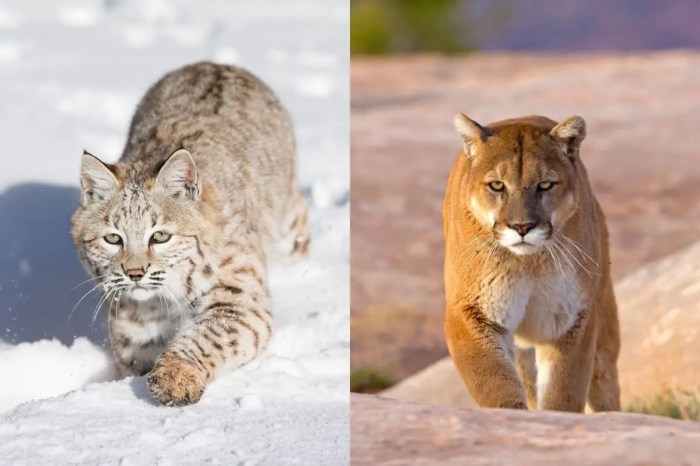 Mountain lion bobcat