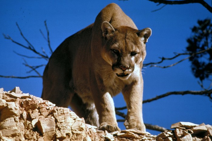 Mountain lion wisconsin