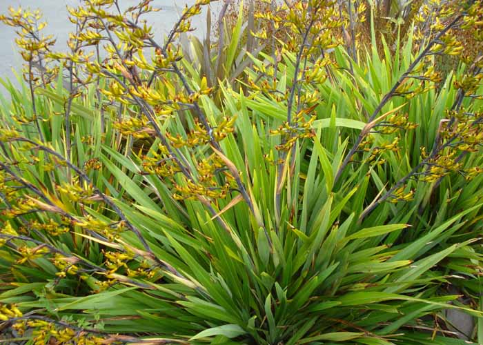 Rarefied mountain flax