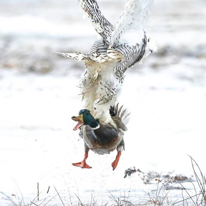 Murky river owl duck