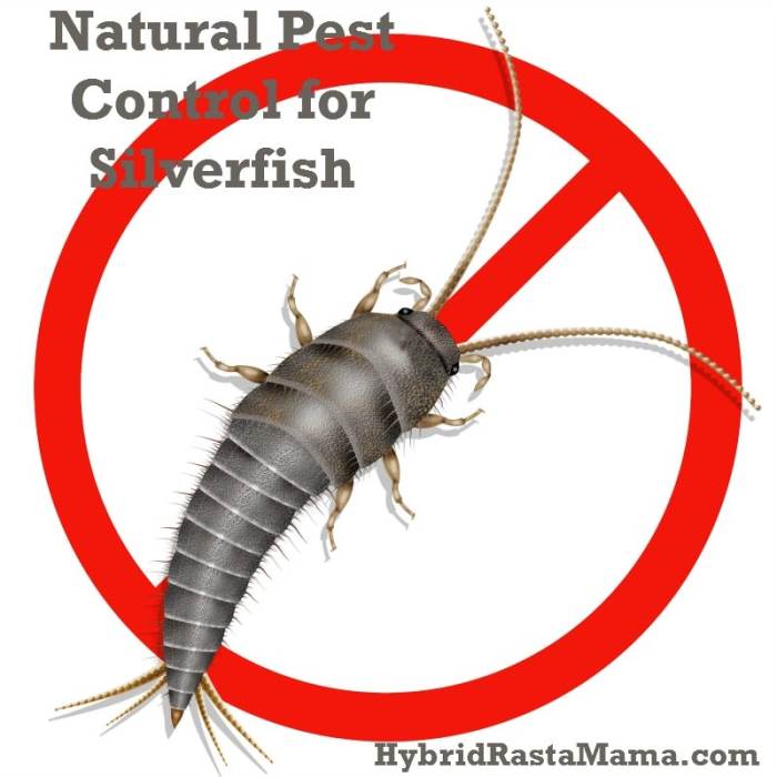 Silverfish rid kill tipsbulletin damage insect pest repel repellent beetles naturally