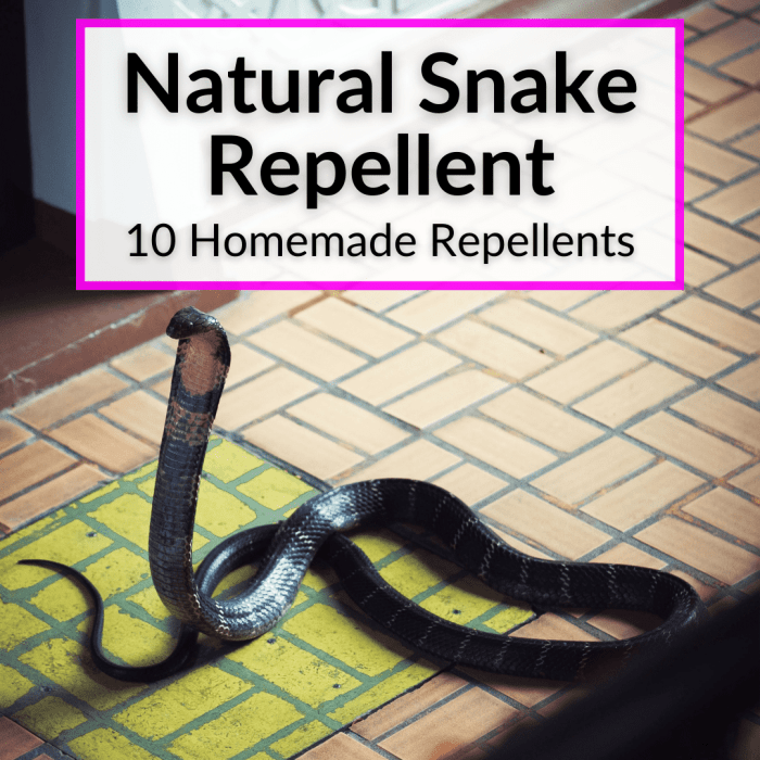 DIY repellents for pets