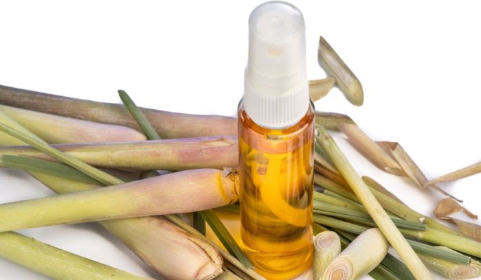 The role of lemongrass in natural bug repellents