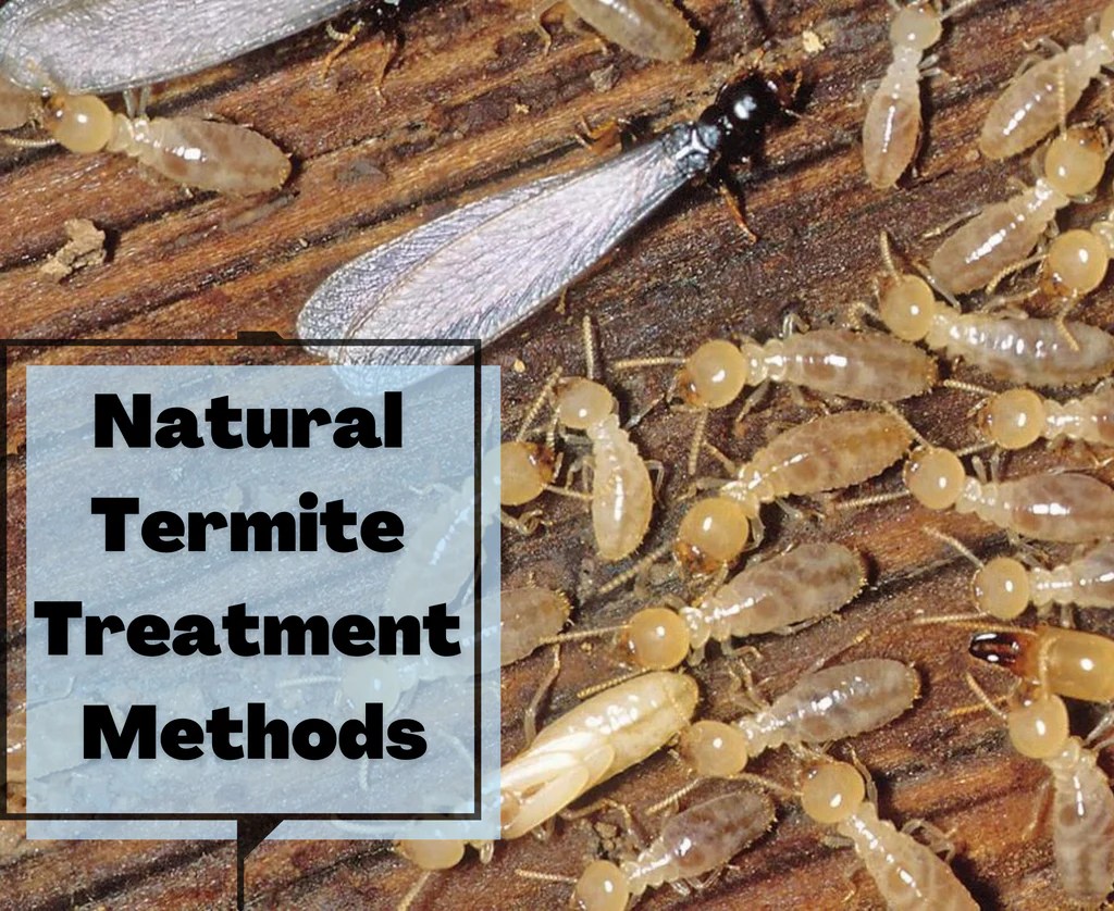 The effectiveness of natural repellents for termites