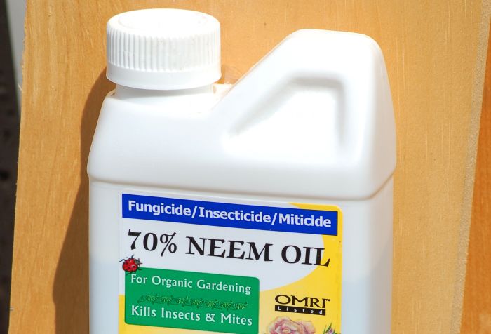 Neem oil insects pests