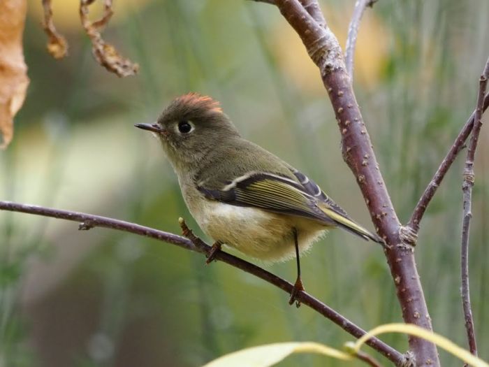 Tucson wildlife bird festival lemmon navigates gibbons mt brian birds leaders fantastic field trip