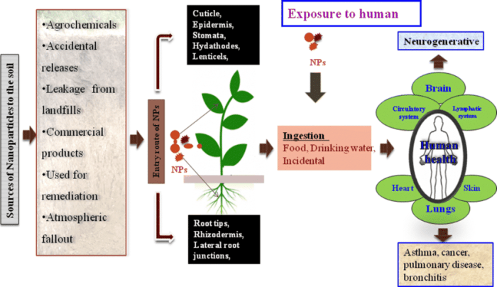 Soil improve ways easy habitat insects beneficial provide