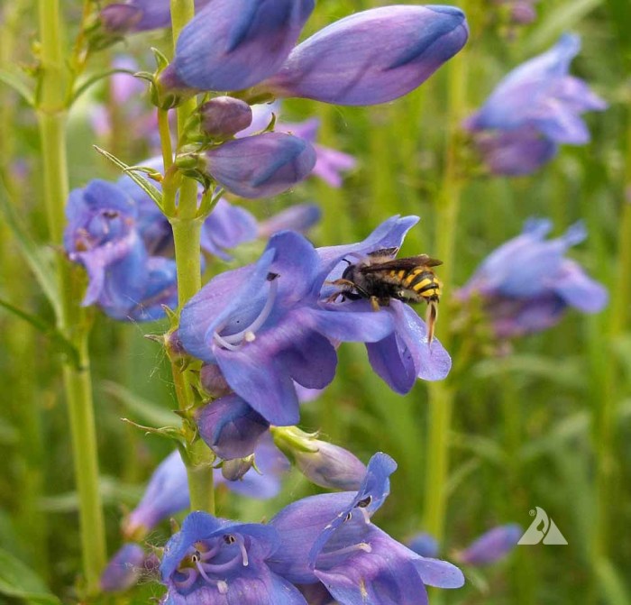 Penstemon mountain strictus smartseedsemporium