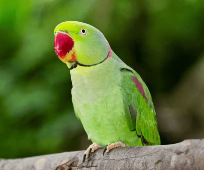 Parrot animal power meaning totem symbolism spirit