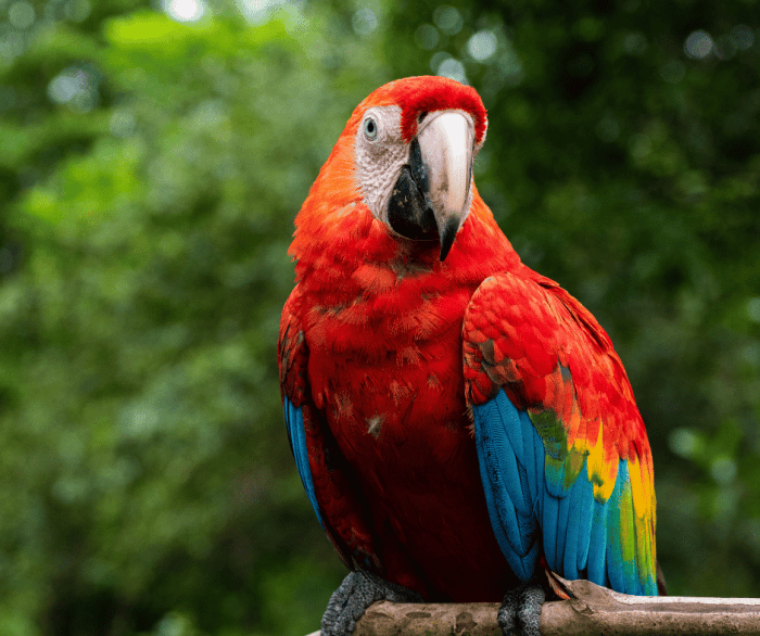 Parrots as Symbols of Intelligence and Playfulness