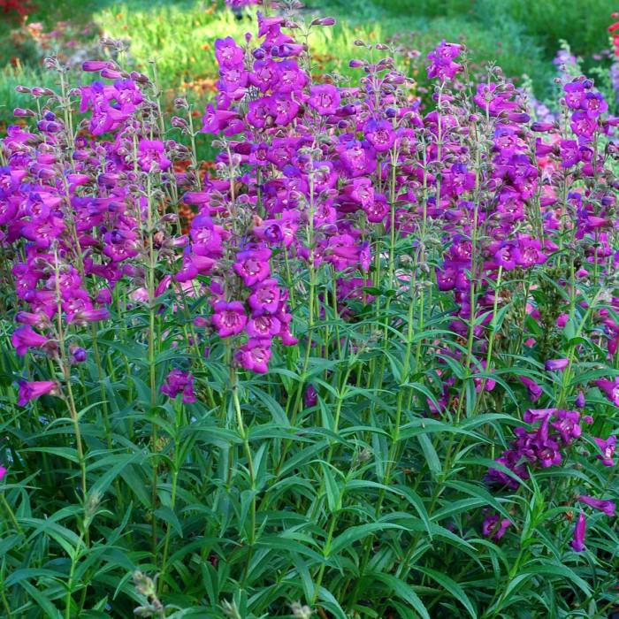 Penstemon sensation hartwegii