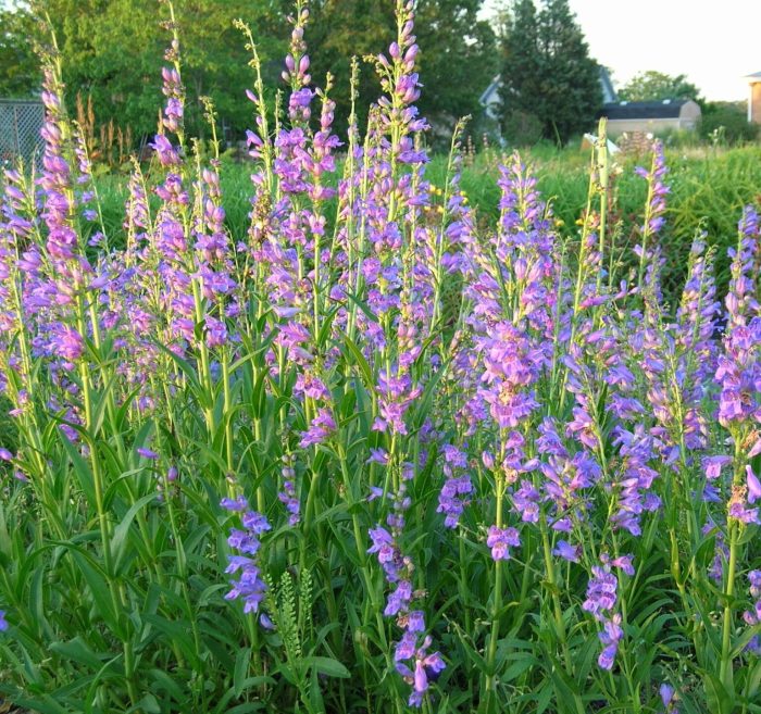 Rocky mountain penstemon