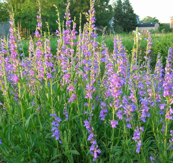 Rocky mountain penstemon plant