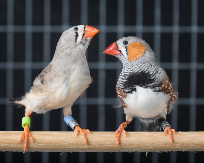 Birdsong as a Sign of Spring's Arrival