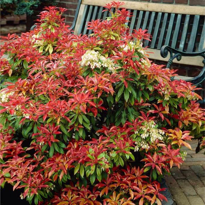 Pieris fire japonica mountain shrub japanese andromeda