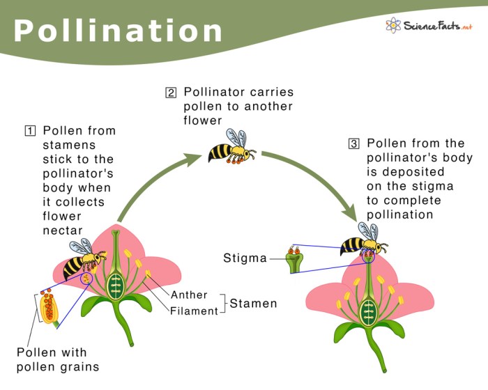 Birds and Bees: A Springtime Pollination