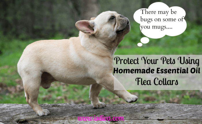 The use of essential oils in pet flea collars for bug control