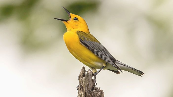 The Music of Spring: Birdsong as a Symphony