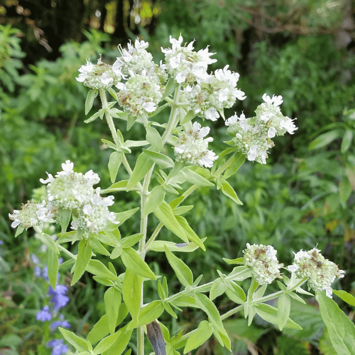 Mountain mint plant