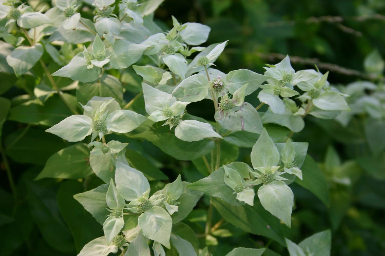 Mountain mint plant