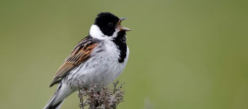 Birdsong and Mindfulness: A Springtime Practice