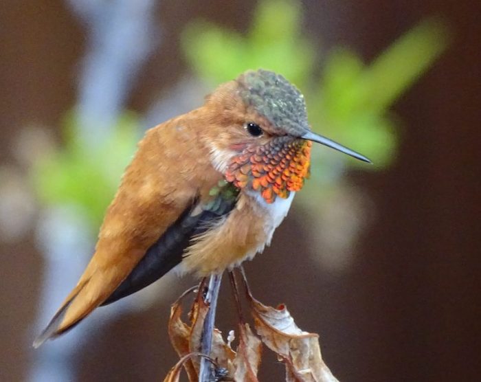 Birds of the Mountains: Springtime in the High Country