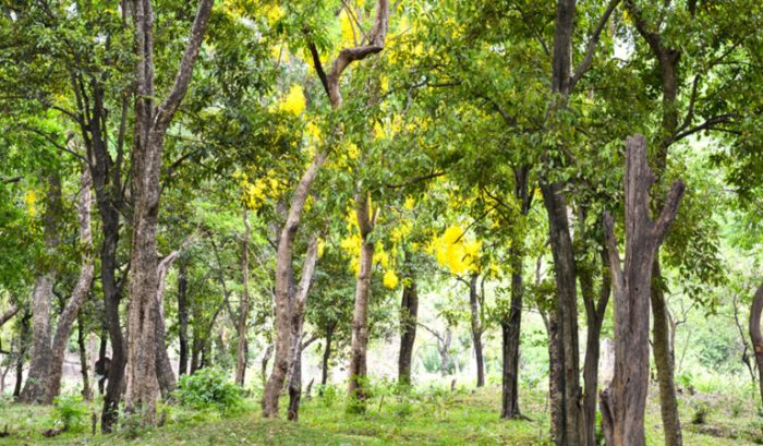 The most beneficial sacred wood for havan pooja