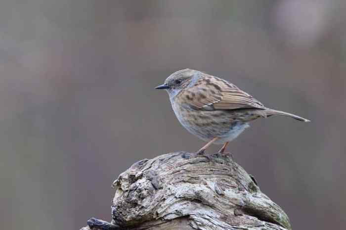 The Spiritual Significance of Birds in Spring