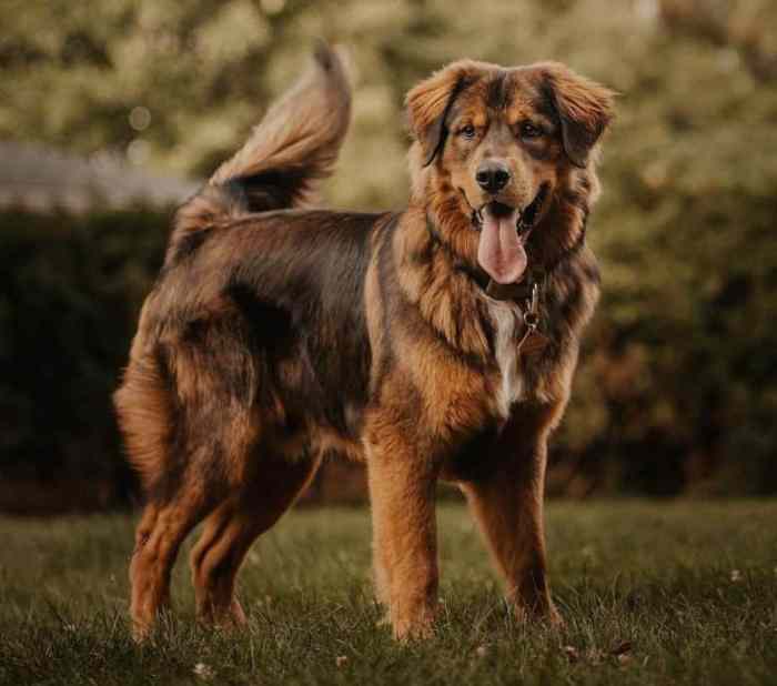 Golden retriever bernese mountain dog