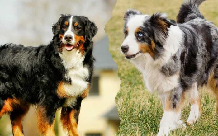 Shepherd berner sennenhund bernese merle named mischlinge