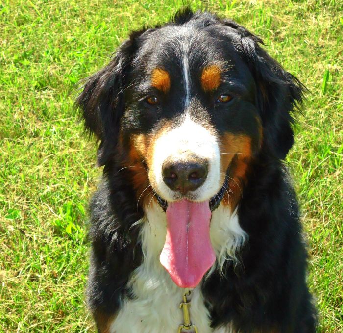 Bernese miniature adoption puppy