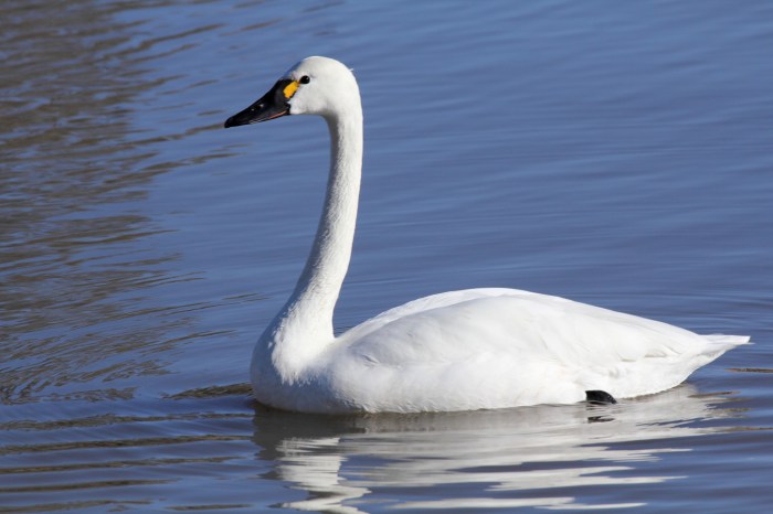 Birds of the Tundra: Springtime in the Frozen North