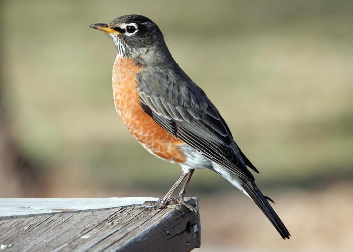 Robins as Harbingers of Spring