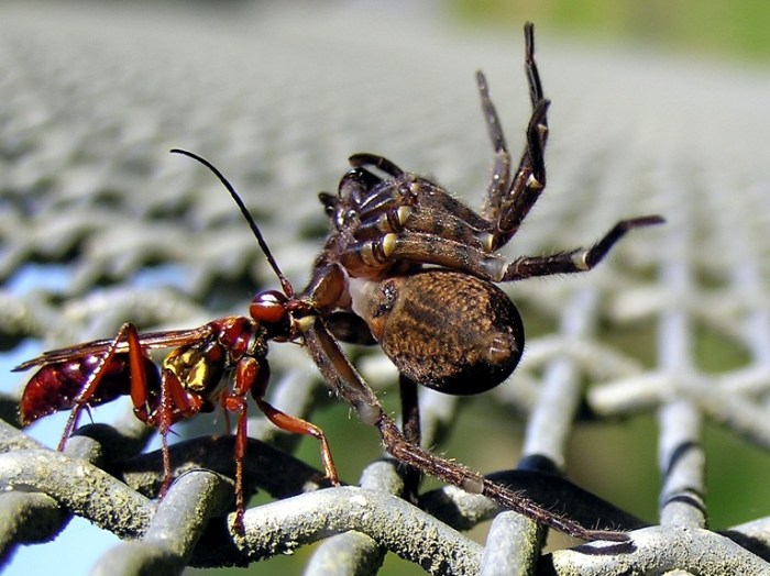 Birds and Spiders: A Springtime Predator-Prey