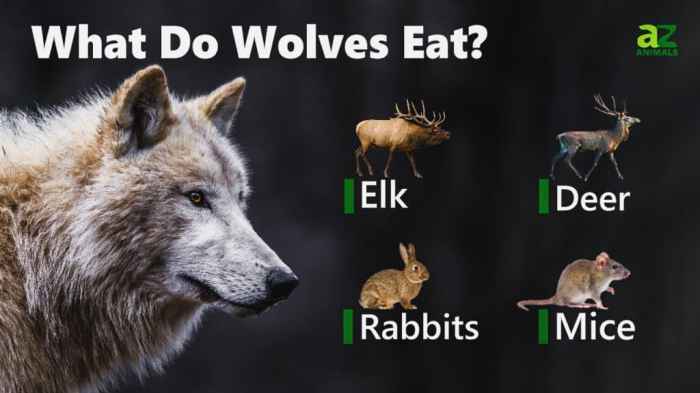 Wolf Oven and Food Allergies and Dietary Restrictions