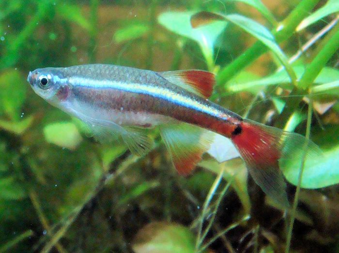 Cloud minnow white mountain fish freshwater species aquarium michael pet profile