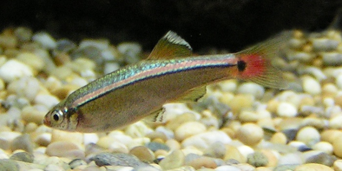 White cloud mountain minnows